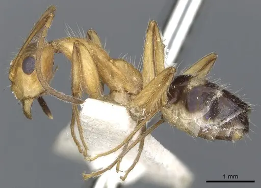 Camponotus sexguttatus specimen CASENT0903633 image casent0903633_3