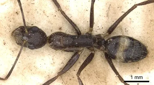 Camponotus sexguttatus specimen CASENT0903635 image casent0903635_1