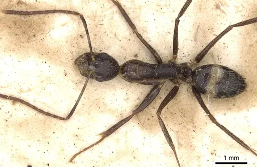 Camponotus sexguttatus specimen CASENT0903635 image casent0903635_2