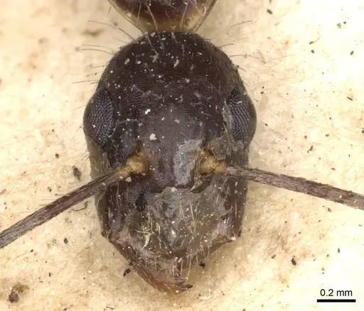 Camponotus sexguttatus specimen CASENT0903635 image casent0903635_3