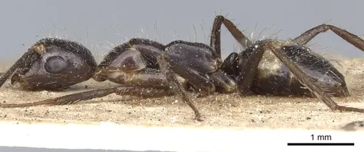 Camponotus sexguttatus specimen CASENT0903635 image casent0903635_4