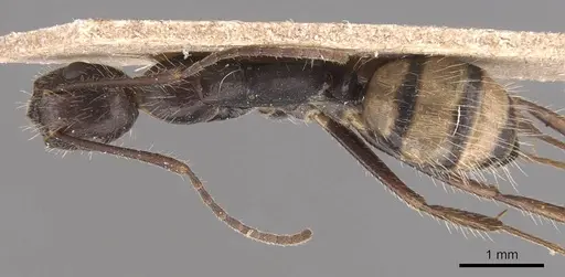 Camponotus sexguttatus specimen CASENT0905473 image casent0905473_1