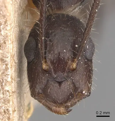 Camponotus sexguttatus specimen CASENT0905473 image casent0905473_2
