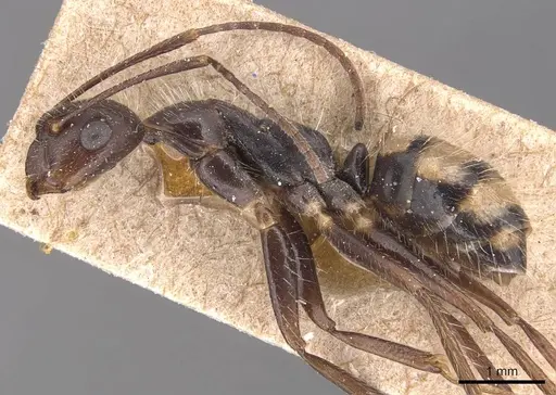 Camponotus sexguttatus specimen CASENT0905473 image casent0905473_3