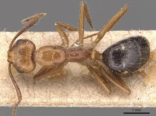 Camponotus sexguttatus specimen CASENT0905474 image casent0905474_1