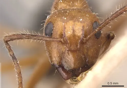 Camponotus sexguttatus specimen CASENT0905474 image casent0905474_2