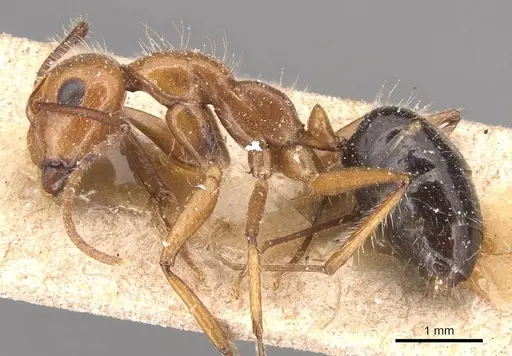 Camponotus sexguttatus specimen CASENT0905474 image casent0905474_3