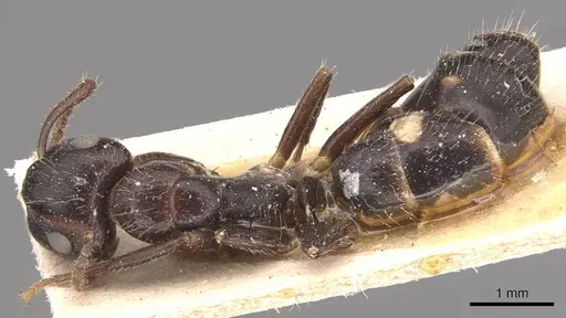 Camponotus sexguttatus specimen CASENT0905475 image casent0905475_1