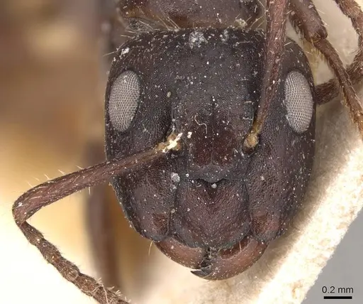 Camponotus sexguttatus specimen CASENT0905475 image casent0905475_2