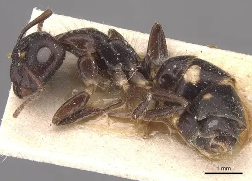 Camponotus sexguttatus specimen CASENT0905475 image casent0905475_3