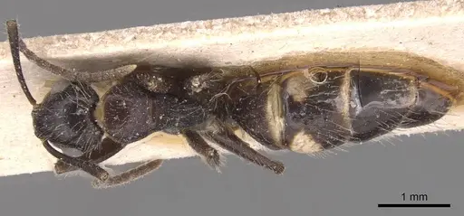 Camponotus sexguttatus specimen CASENT0905476 image casent0905476_1