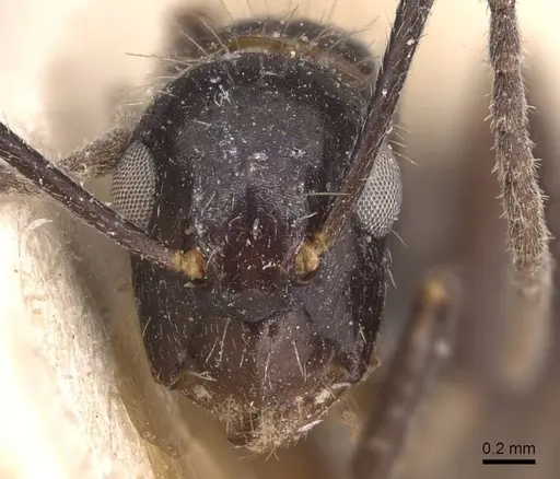 Camponotus sexguttatus specimen CASENT0905476 image casent0905476_2