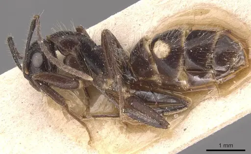 Camponotus sexguttatus specimen CASENT0905476 image casent0905476_3