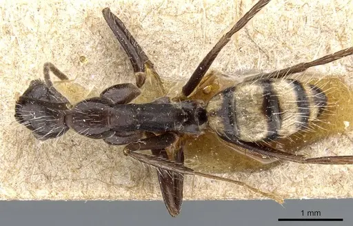 Camponotus sexguttatus specimen CASENT0905809 image casent0905809_1