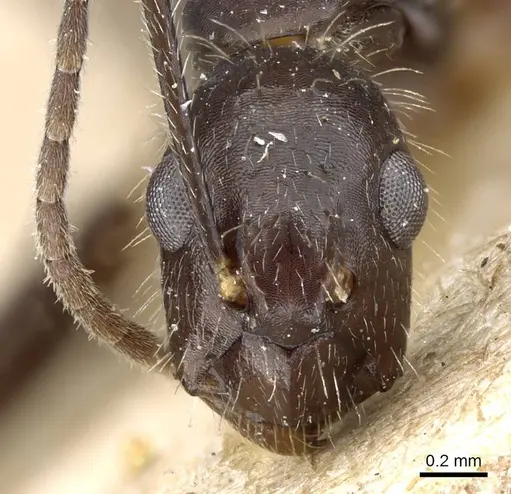 Camponotus sexguttatus specimen CASENT0905809 image casent0905809_2