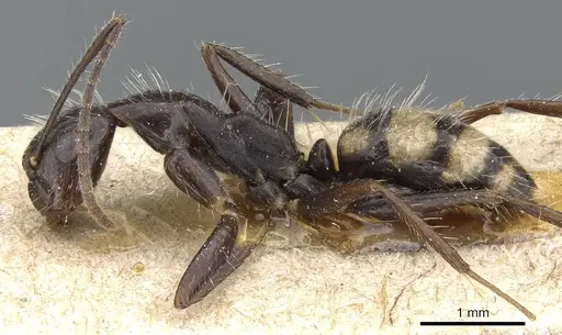 Camponotus sexguttatus specimen CASENT0905809 image casent0905809_3