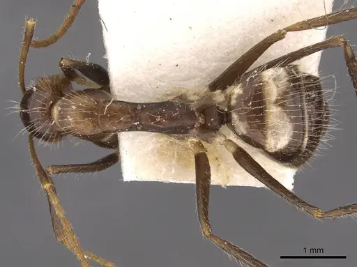 Camponotus sexguttatus specimen CASENT0907589 image casent0907589_1