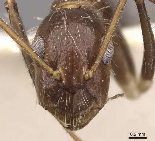 Camponotus sexguttatus specimen CASENT0907589 image casent0907589_2