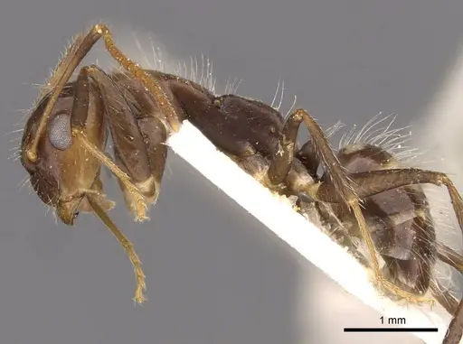 Camponotus sexguttatus specimen CASENT0907589 image casent0907589_3