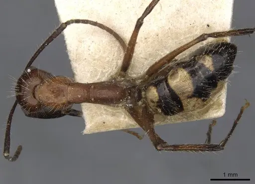 Camponotus sexguttatus specimen CASENT0910616 image casent0910616_1