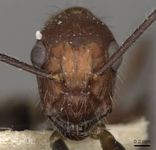 Camponotus sexguttatus specimen CASENT0910616 image casent0910616_2