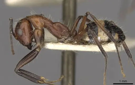 Camponotus sexguttatus specimen CASENT0910616 image casent0910616_3