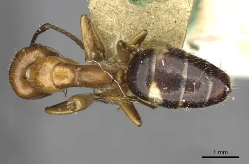 Camponotus sexguttatus specimen CASENT0910617 image casent0910617_1