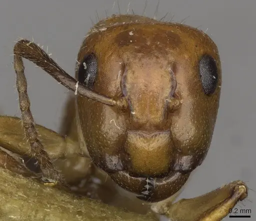 Camponotus sexguttatus specimen CASENT0910617 image casent0910617_2