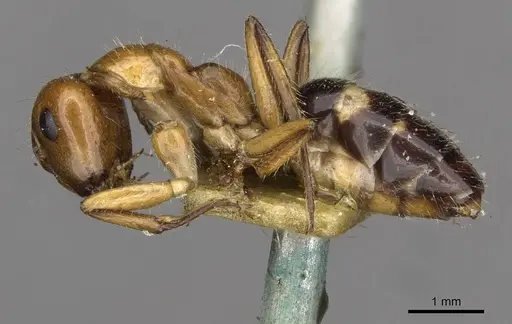 Camponotus sexguttatus specimen CASENT0910617 image casent0910617_3