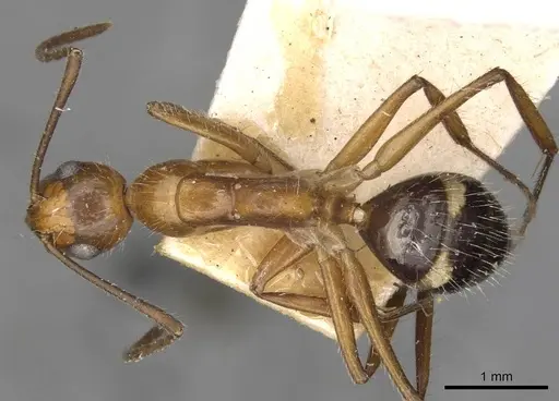 Camponotus sexguttatus specimen CASENT0910618 image casent0910618_1