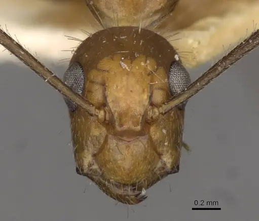 Camponotus sexguttatus specimen CASENT0910618 image casent0910618_2