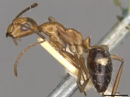 Camponotus sexguttatus specimen CASENT0910618 image casent0910618_3