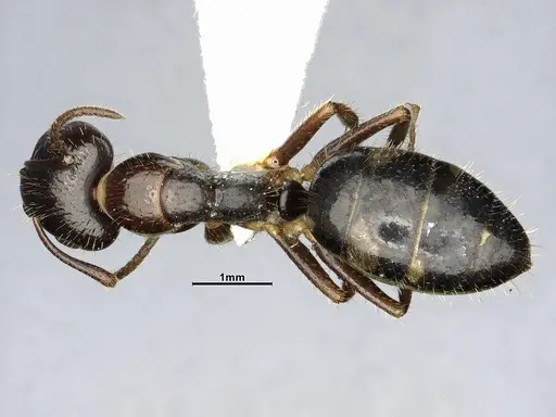 Camponotus sexguttatus specimen CASENT4032251 image casent4032251_1