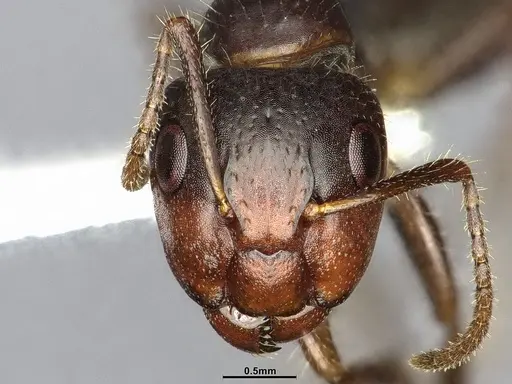 Camponotus sexguttatus specimen CASENT4032251 image casent4032251_2
