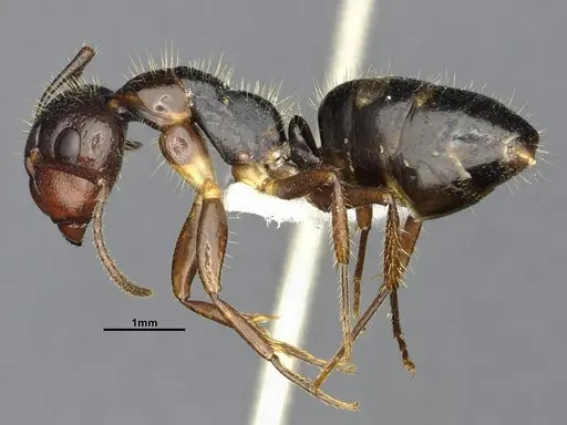 Camponotus sexguttatus specimen CASENT4032251 image casent4032251_3