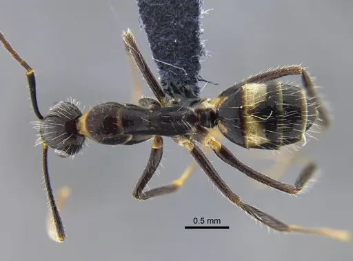 Camponotus sexguttatus specimen CBUMAGENT42007 image cbumagent42007_1