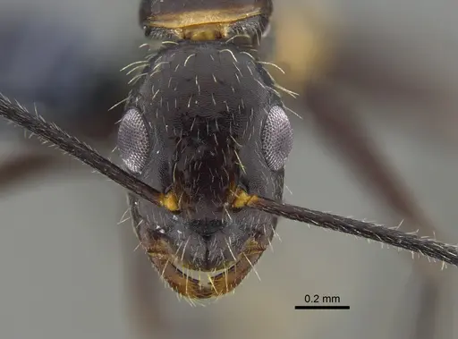 Camponotus sexguttatus specimen CBUMAGENT42007 image cbumagent42007_2