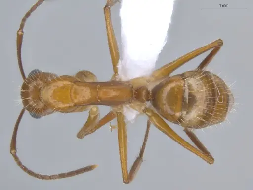 Camponotus sexguttatus specimen ECOFOG-BOUM-0539-04 image ecofog-boum-0539-04_1