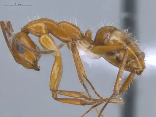 Camponotus sexguttatus specimen ECOFOG-BOUM-0539-04 image ecofog-boum-0539-04_3