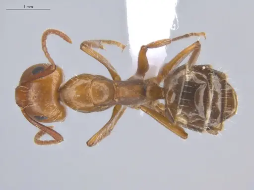 Camponotus sexguttatus specimen ECOFOG-BOUM-0584-03 image ecofog-boum-0584-03_1