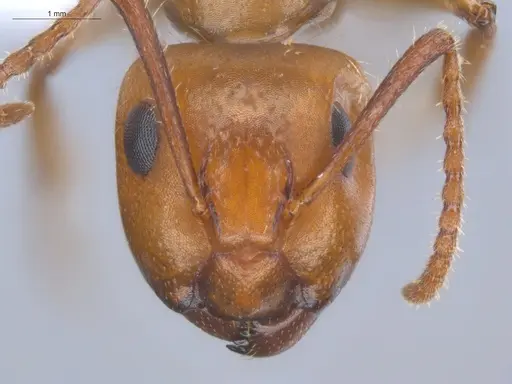Camponotus sexguttatus specimen ECOFOG-BOUM-0584-03 image ecofog-boum-0584-03_2