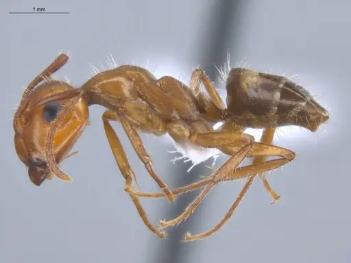Camponotus sexguttatus specimen ECOFOG-BOUM-0584-03 image ecofog-boum-0584-03_3
