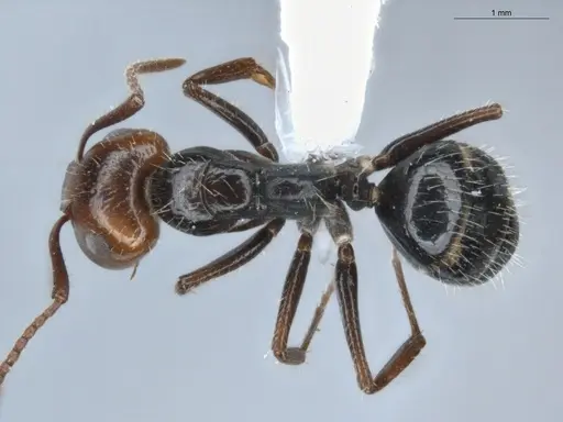 Camponotus sexguttatus specimen ECOFOG-BUG-0116-01 image ecofog-bug-0116-01_1