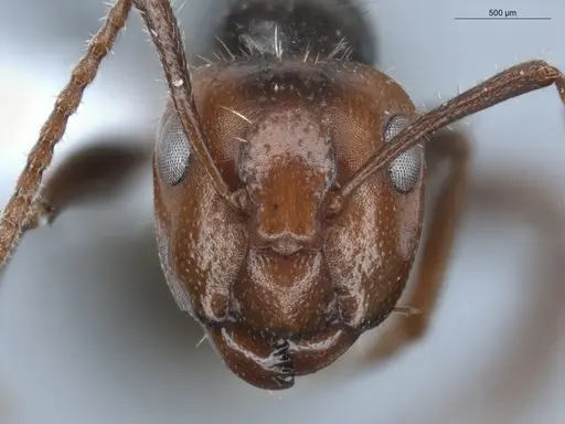 Camponotus sexguttatus specimen ECOFOG-BUG-0116-01 image ecofog-bug-0116-01_2