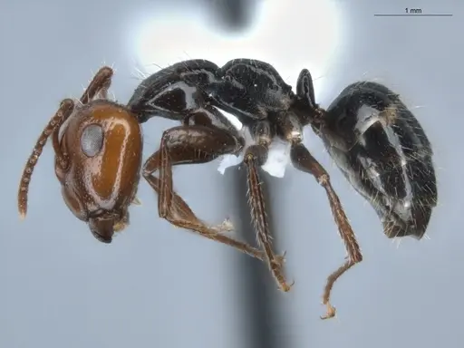 Camponotus sexguttatus specimen ECOFOG-BUG-0116-01 image ecofog-bug-0116-01_3