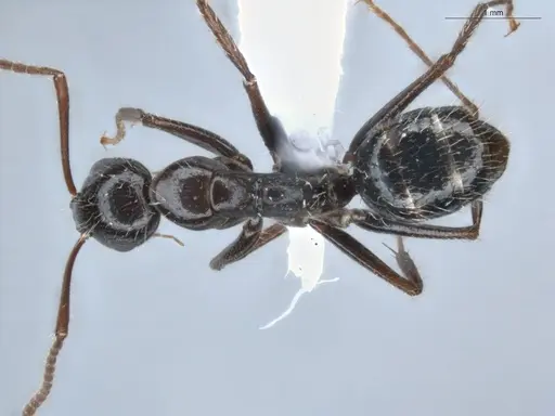 Camponotus sexguttatus specimen ECOFOG-BUG-0116-02 image ecofog-bug-0116-02_1