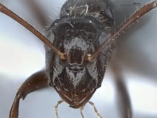 Camponotus sexguttatus specimen ECOFOG-BUG-0116-02 image ecofog-bug-0116-02_2