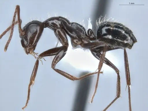 Camponotus sexguttatus specimen ECOFOG-BUG-0116-02 image ecofog-bug-0116-02_3