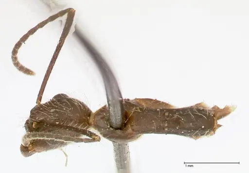 Camponotus sexguttatus specimen FOCOL0567 image focol0567_1