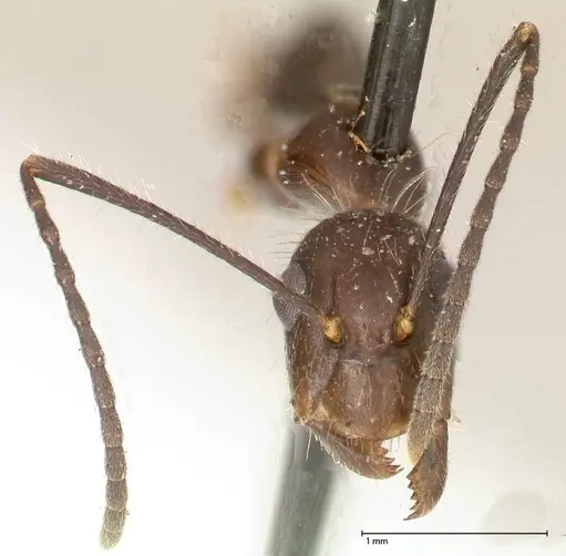 Camponotus sexguttatus specimen FOCOL0567 image focol0567_2